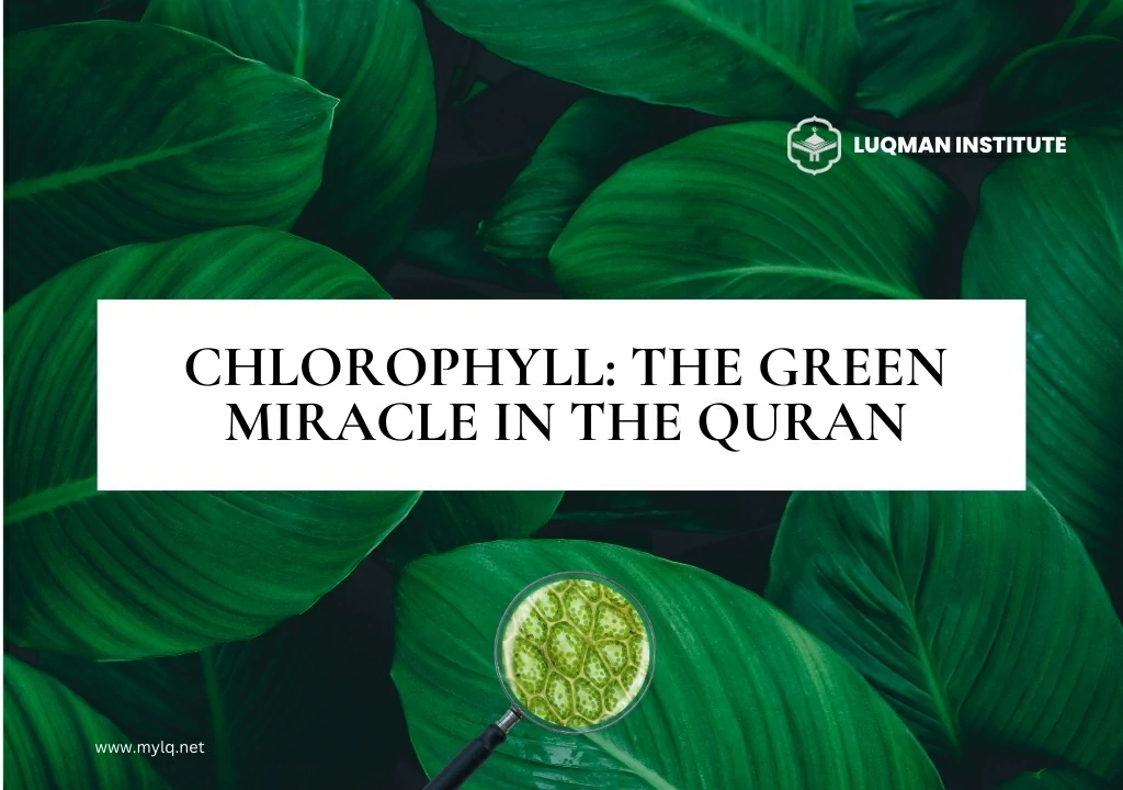 Quran Miracle: Greenery to Grains Foreseen