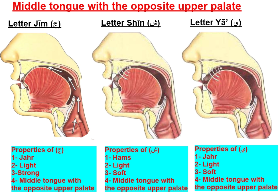 articulation point of letter jeem and sheen and yaa